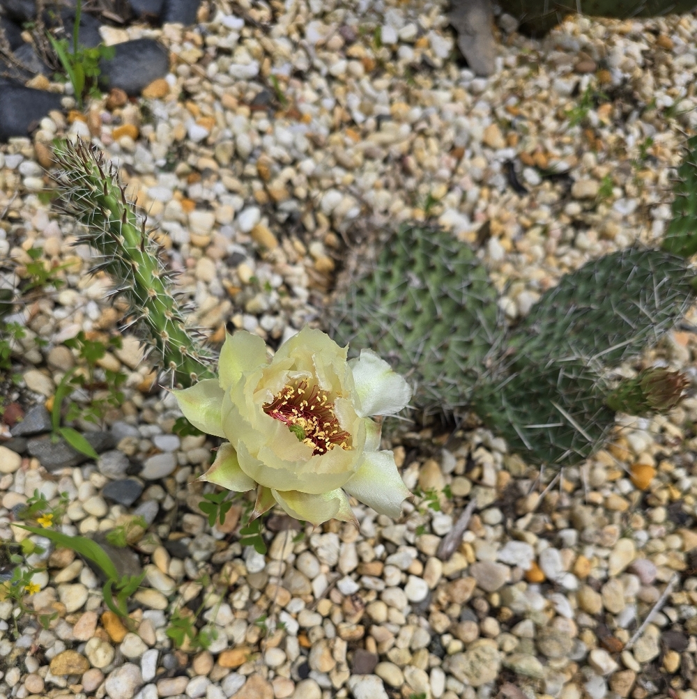 Cactus